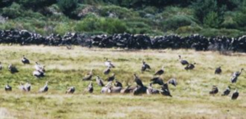 Los buitres leonados mataron una vaca y su ternero en La Hija de Dios