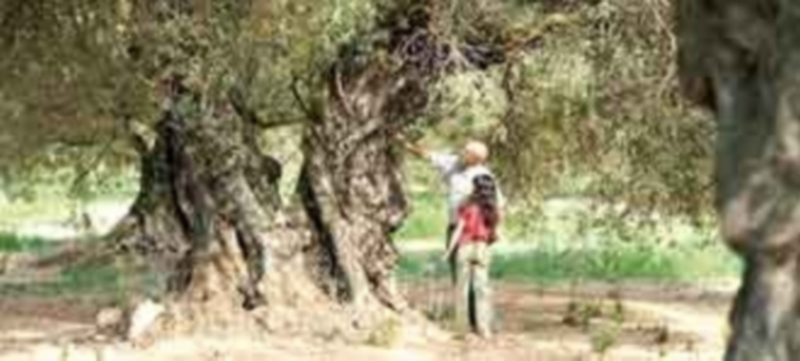 ‘El olivo’ de Iciar Bollaín es una de las cintas que podrán verse a 2