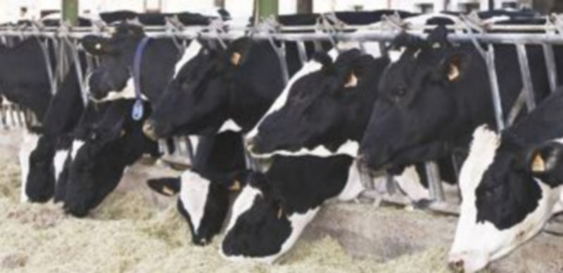 Las explotaciones ganaderas no son rentables