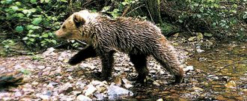 El oso pardo vive en España en dos cordilleras