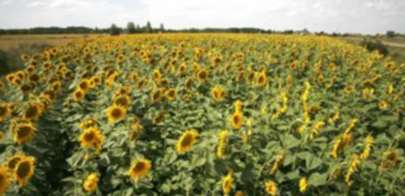 La producción de girasol en la provincia de Segovia alcanzará las 23.000 toneladas. / Ical