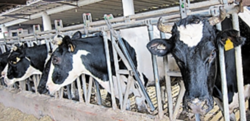 Una explotación de vacuno de leche de la provincia de Segovia. / EL ADELANTADO