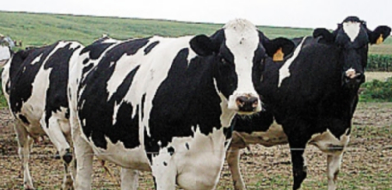 La producción láctea en la UE ha crecido en los últimos meses. / El Adelantado