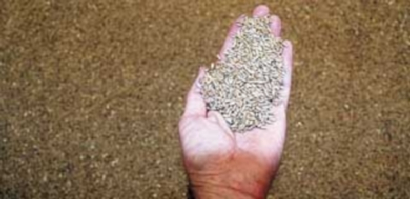 Las empresas comercializadoras aseguran que la producción clandestina impide la trazabilidad de los alimentos. / E. A.