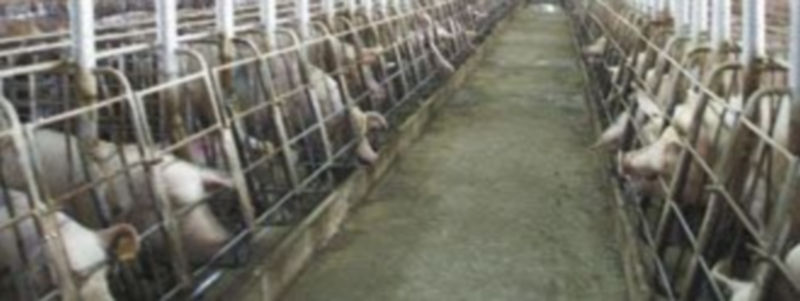 La carne porcina y los huevos son los productos alimentarios que mayores niveles de contaminación por dioxinas han registrado.