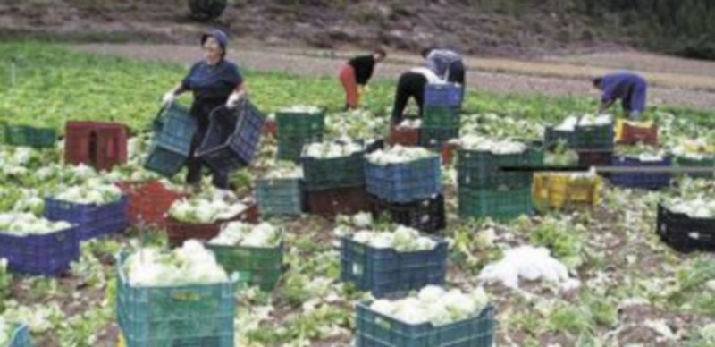 Las agricultoras han sido históricamente maltratadas legalmente. / A.C.