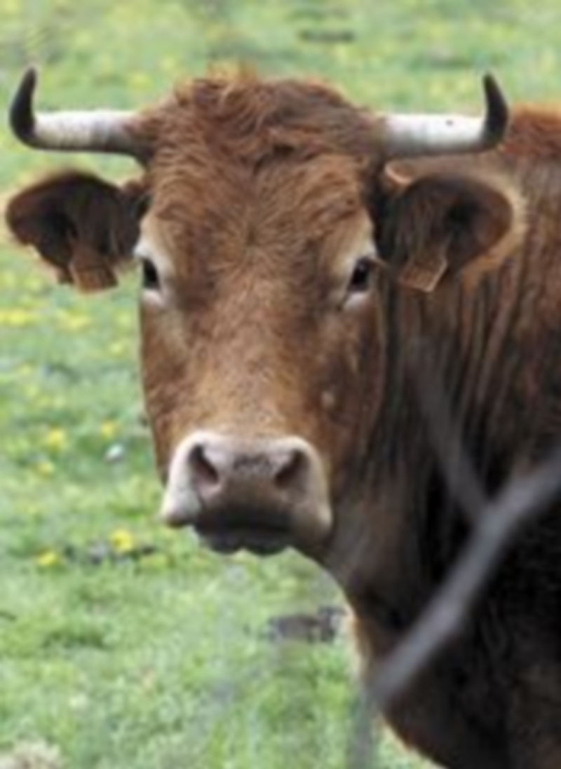 España necesitará importar leche porque sigue siendo deficitaria. / El Adelantado