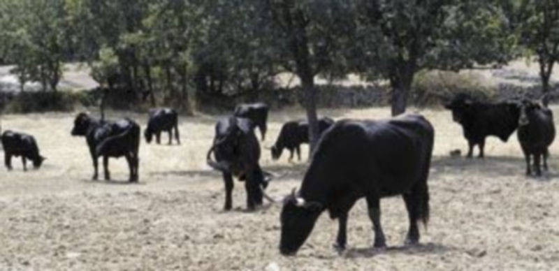 Las ayudas destinadas al sector vacuno superaron los cien millones de euros. / José Luis Leal (Ical)