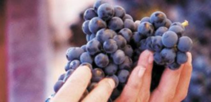 La uva nacional es muy apreciada en el extranjero por su gran calidad. / Paco Santamaría