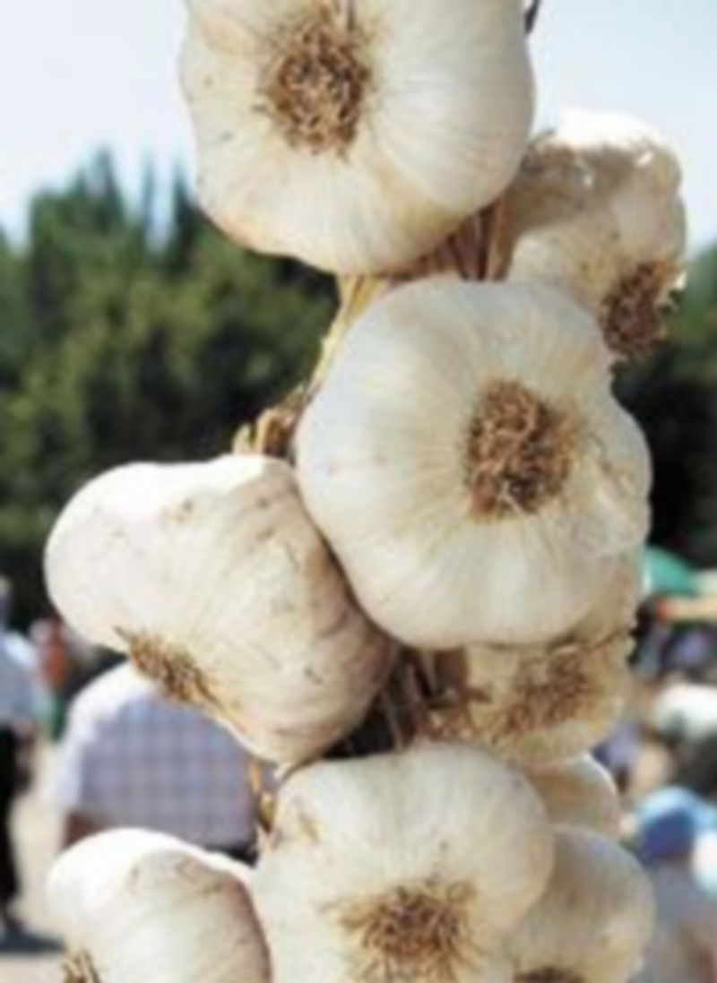 España deberá importar ajos chinos para abastecer la demanda. / Igor González