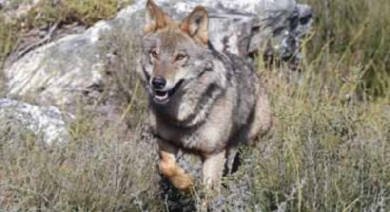 Imagen del lobo ibérico (Canis lupus signatus) cedida por la Fundación Patrimonio Natural. / Efe · Juan José Guillén
