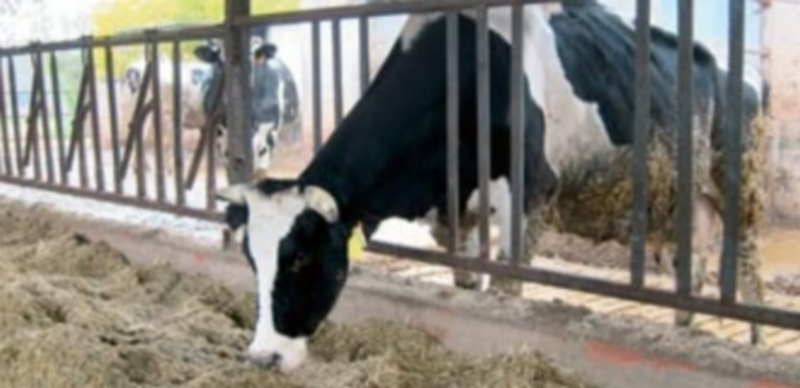 Reequilibrar oferta y demanda, clave para mejorar los precios en el sector 1 El desequilibrio entre oferta y demanda impide la recuperación de los precios de la leche. / El Adelantado