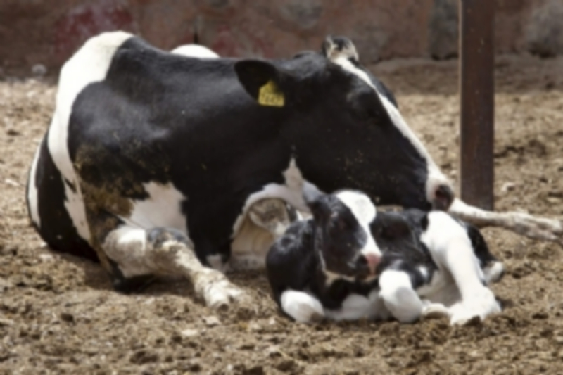 Segovia se beneficiará de ayudas a explotaciones de vacuno de leche 1 Segovia es una de las provincias que podrá beneficiarse de las subvenciones a explotaciones de ganadería extensiva. / EFE