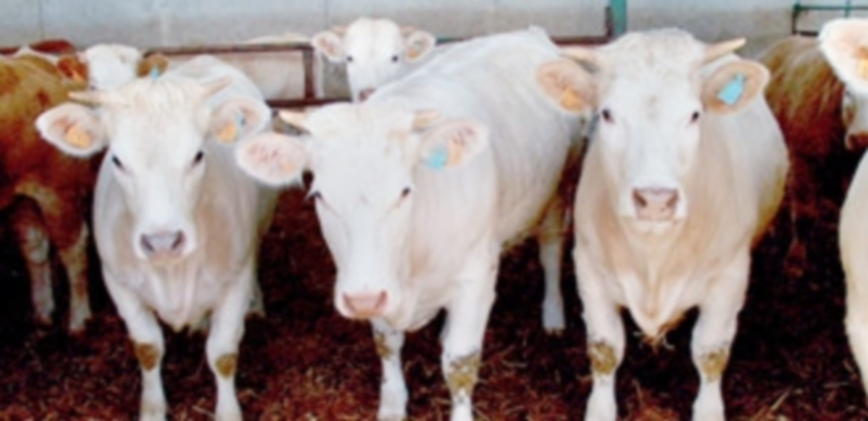 El vacuno español incrementa su presencia en el mercado musulmán 1 Algunos ejemplares de terneros destinados a engorde para su venta en países terceros. / El Adelantado