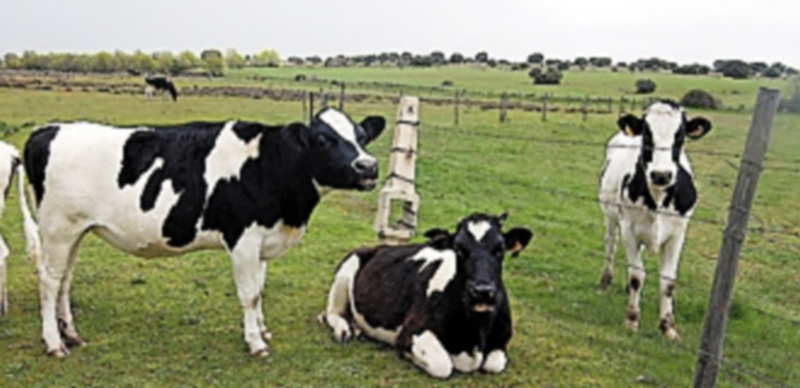 Explotación de vacuno de leche en la provincia