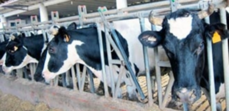 El cierre de 600 granjas en 2015 evidencia la crisis del acuerdo lácteo 1 Las explotaciones de vacuno de leche han tenido que adaptarse al final de las cuotas lácteas desde el año pasado. / E. A.