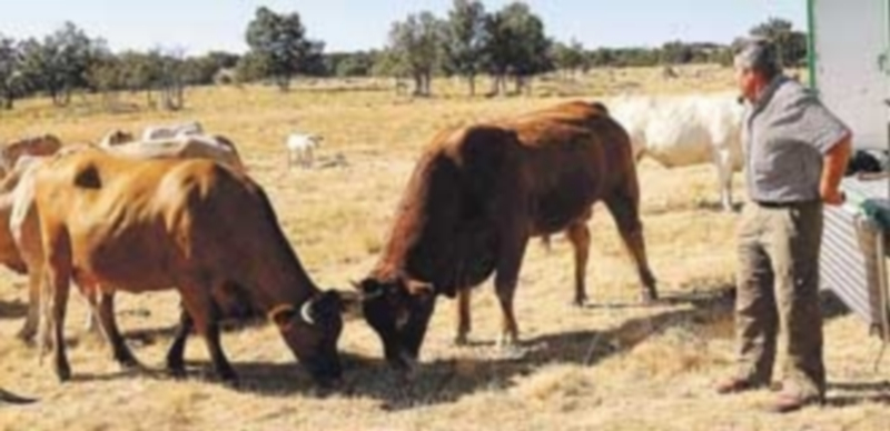 Un ganadero de vacuno