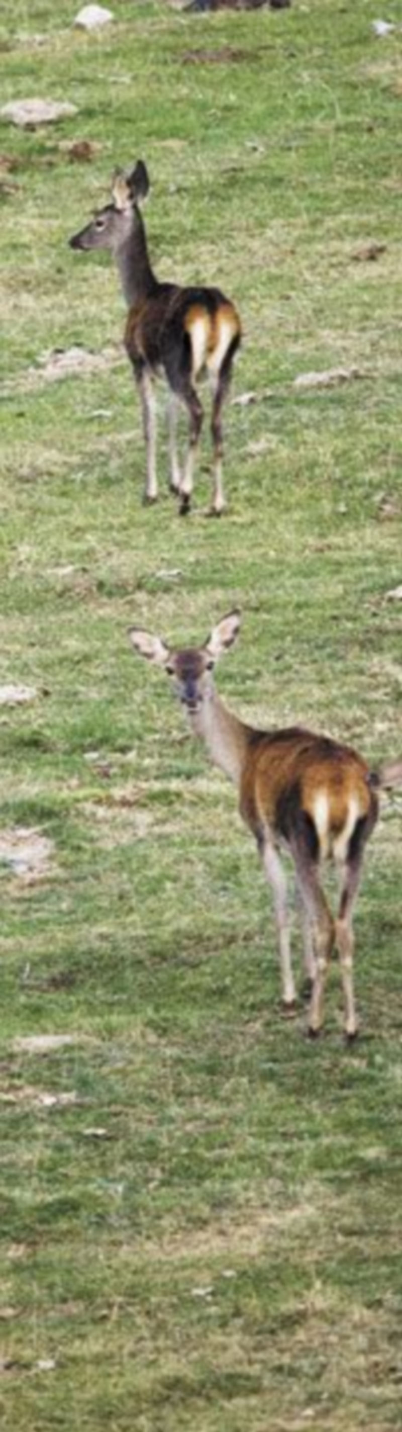 Ciervos en Castilla y León. / Alberto Rodrigo