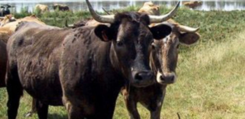 Varias vacas pastan en los prados de una ganadería segoviana. /Ical