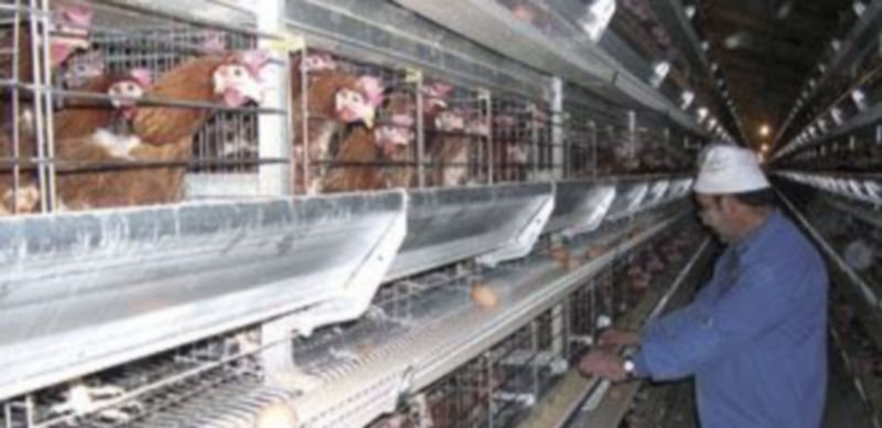Imagen de archivo del interior de una explotación avícola situada en la provincia de Segovia. / F. Descalzo