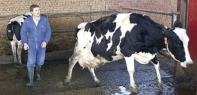 Imagen de archivo de una explotación ganadera palentina. / Ical