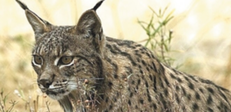 Ejemplar de lince ibérico. / E.P.