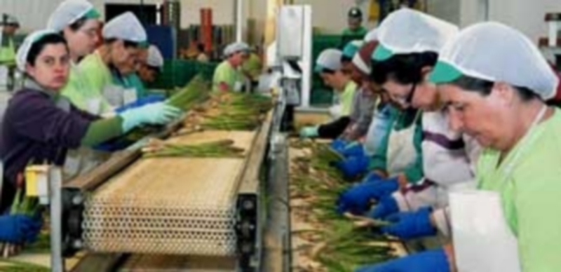 Las mujeres ganan un 18,4% menos que los hombres en la Comunidad 1 Un grupo de mujeres trabajando en una planta agrícola. / Efe