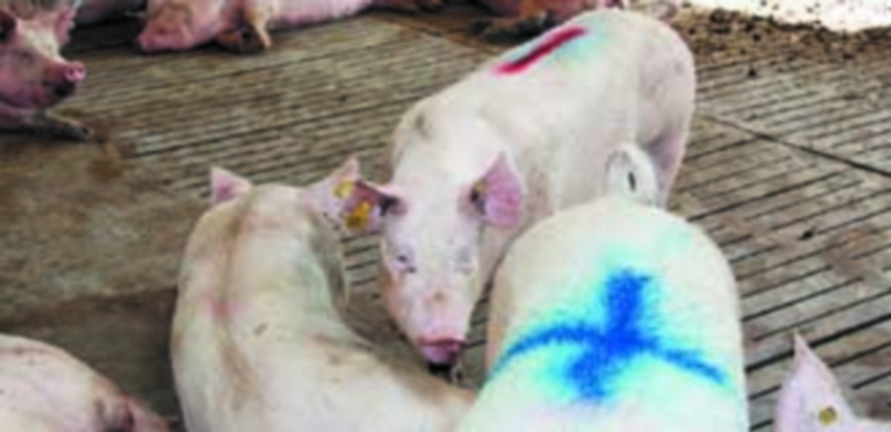 El porcino, a la espera del inicio de la temporada de barbacoas 1 Los cerdos mantienen los precios bajos debido al exceso de oferta