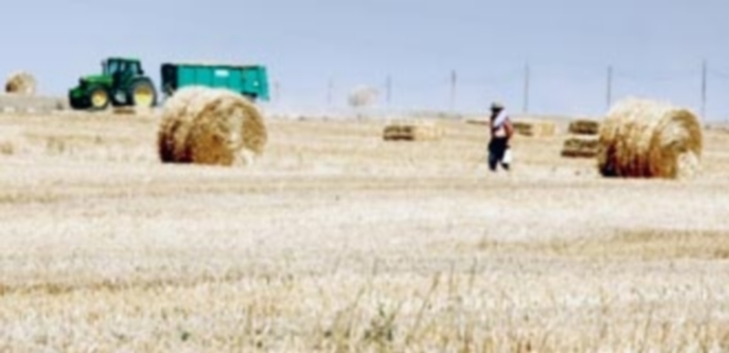 Los precios de los cereales tocan fondo mientras se encarece la paja 1 El mercado de la paja es el único que muestra estos días cierta animación debido a la creciente demanda