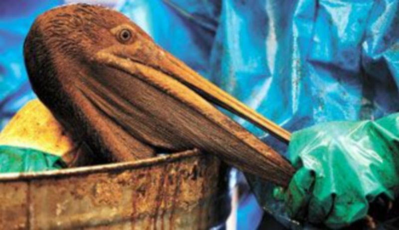 Un voluntario auxilia a un pelícano cubierto por el petróleo derramado en el Golfo de México tras el accidente en la plataforma de BP. / REUTERS