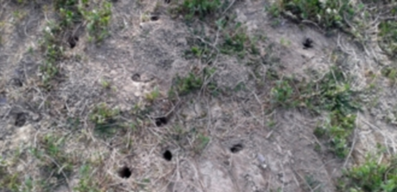 Una tierra afectada por la plaga de topillos donde se observan numerosas madrigueras para estos roedores. / Agencias