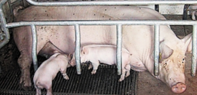 Los productores de porcino registran bajadas en los animales grandes