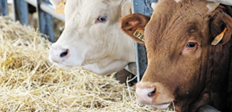 Los machos cruzados cuyo destino es la exportación están alcanzado precios más elevados con el comienzo del año. / F. D.