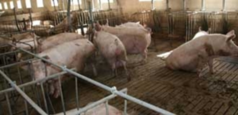 El aumento de los sacrifios ha permitido aligerar de animales las granjas y elevar los precios en la última semana. / F. D.