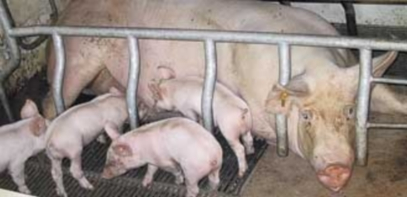 El porcino mantiene precios bajos desde hace varias semanas debido al exceso de oferta de animales. / F. D.