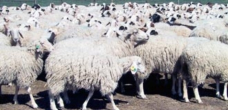 El precio de las distintas categorías de ovino viene registrando caídas desde que finalizó la Semana Santa y no se prevén subidas a corto plazo. / F. D.