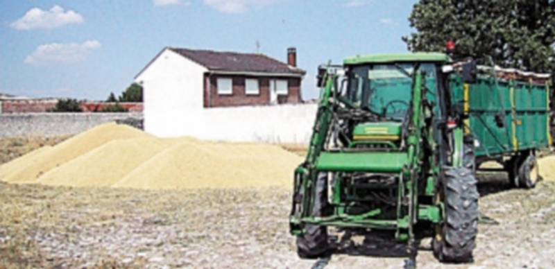 El cereal acumulado de cosechas anteriores impide que se eleven los precios en la actual campaña. / F. D.