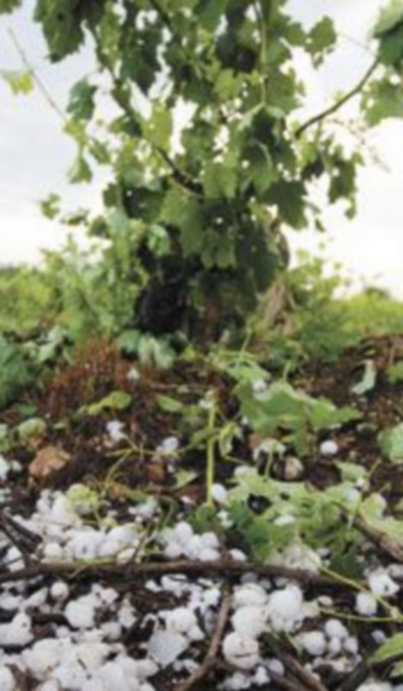 Viñedos afectados por una fuerte granizada. / Ical.