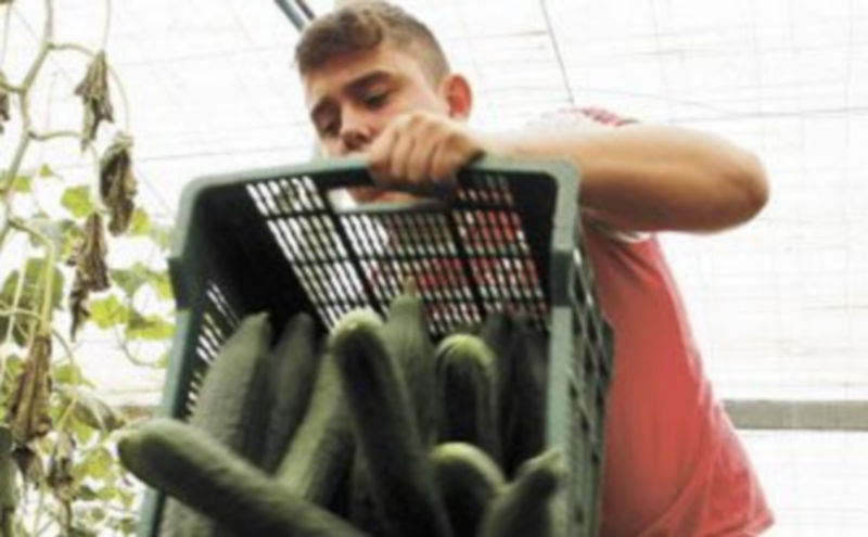 Un agricultor español arroja parte de su cosecha después de haber sido imposible venderla. / EFE