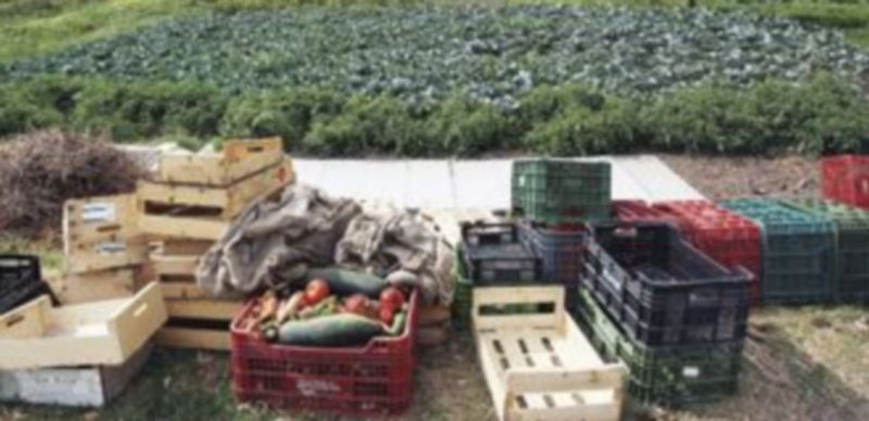 Una de las explotaciones agrarias que hay en la Comunidad. / Ical