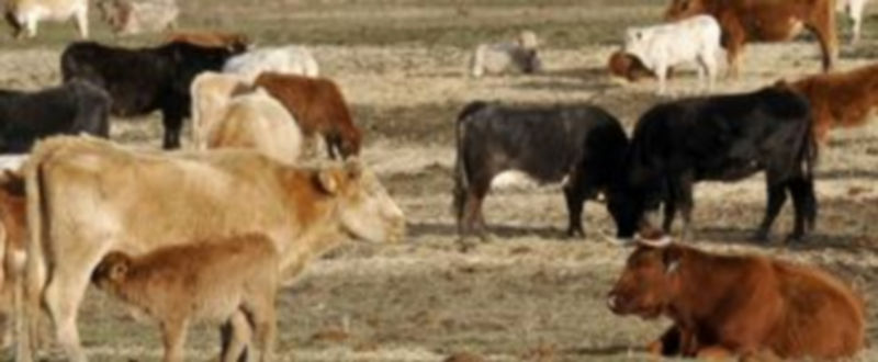 UCCL denuncia que muchas explotaciones de Castilla y León trabajan a sabiendas de que su producto tiene un precio inferior a los costes de producción./ J. Martín