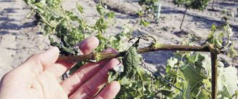 Viñedos inundados en la Ribera del Duero en la provincia de Valladolid tras las fuertes tormentas del lunes. / Ical