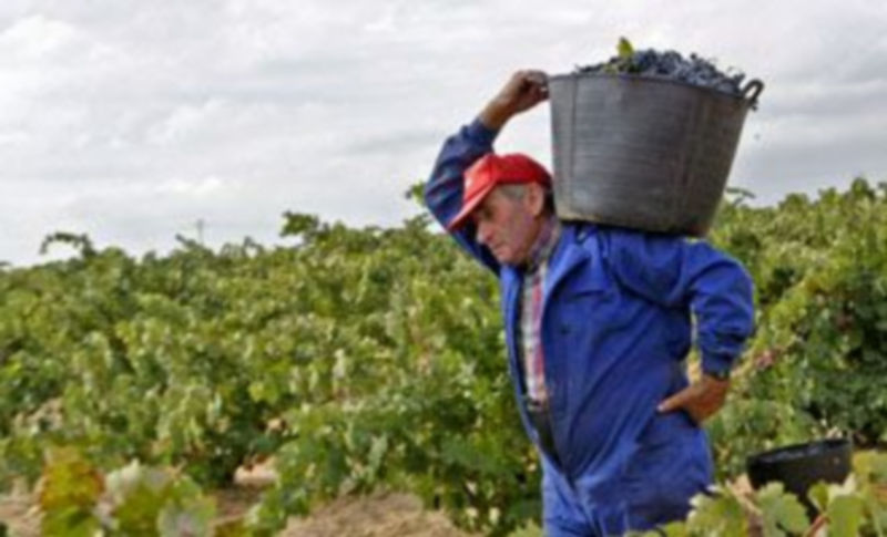 Imagen de archivo de un hombre vendimiando en una viña de Castilla y León. / Ical
