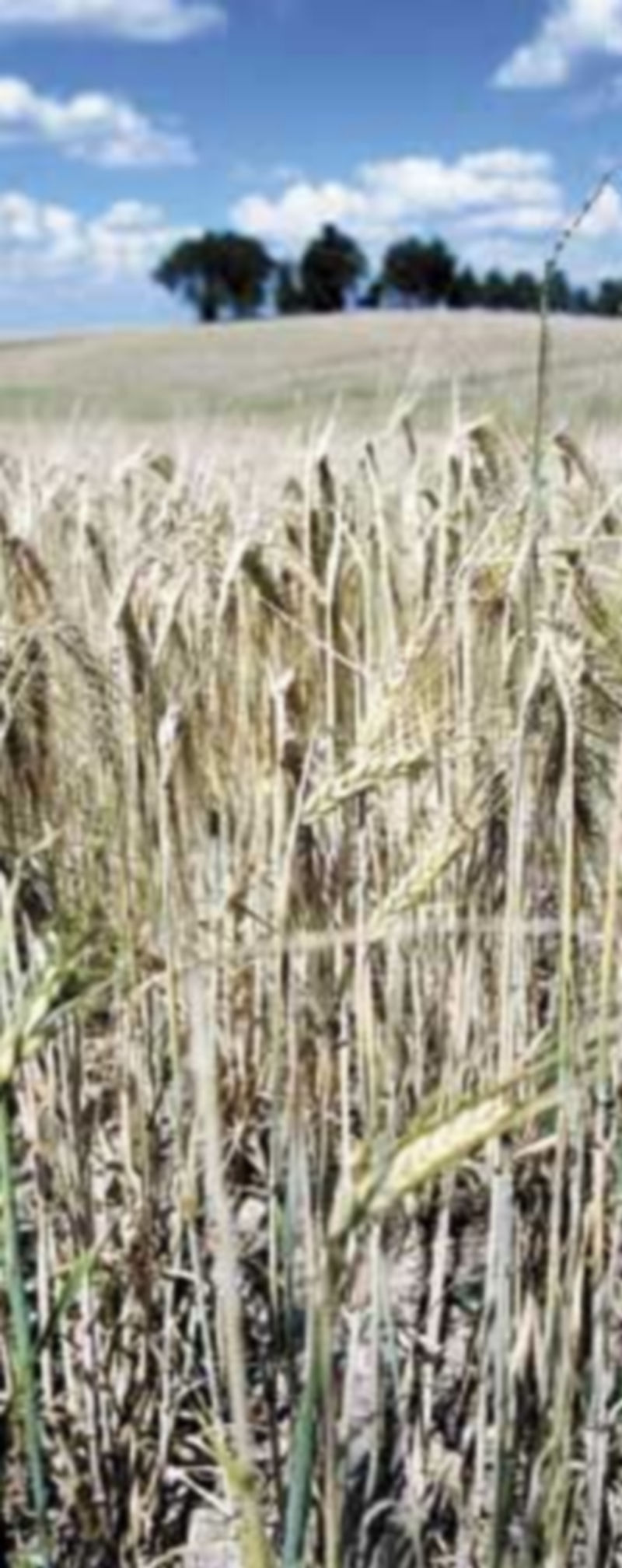 Imagen de archivo de un campo de cereales en Burgos. / Luis López Araico.