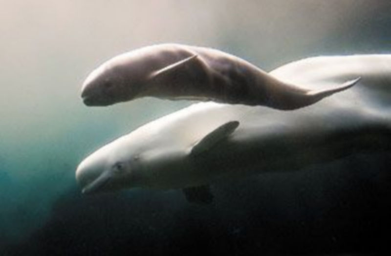 Esta imagen de una ballena beluga nadando con su cría podría desaparecer en los próximos años si no se toman medidas. / REUTERS