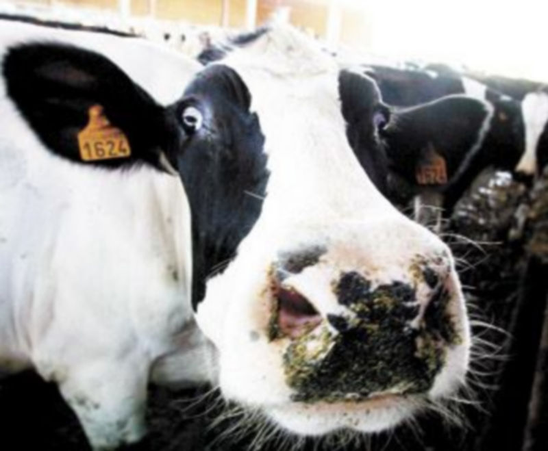 Dos leonese murieron en 2008 por el mal de las ‘vacas locas’. / Ical.