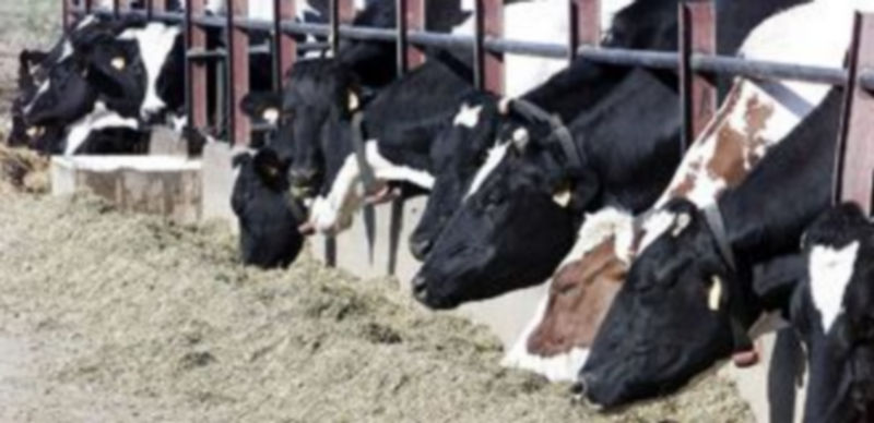 Vacas lecheras en una moderna explotación de la Comunidad. / Ical