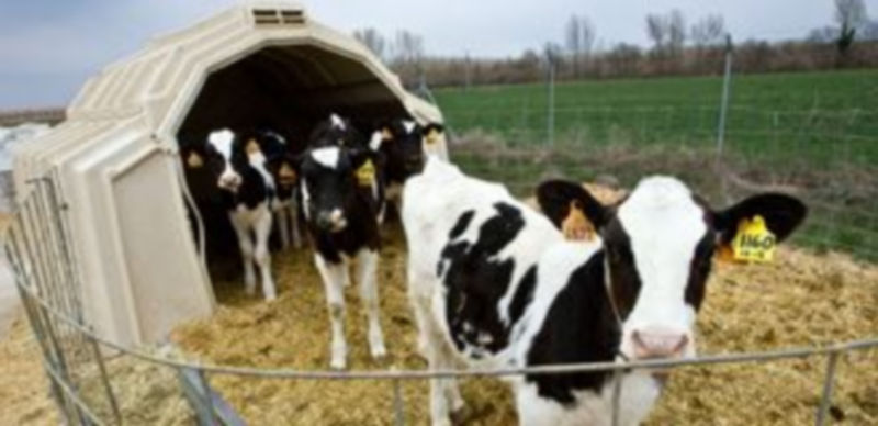 Terneros en una granja de Gaza