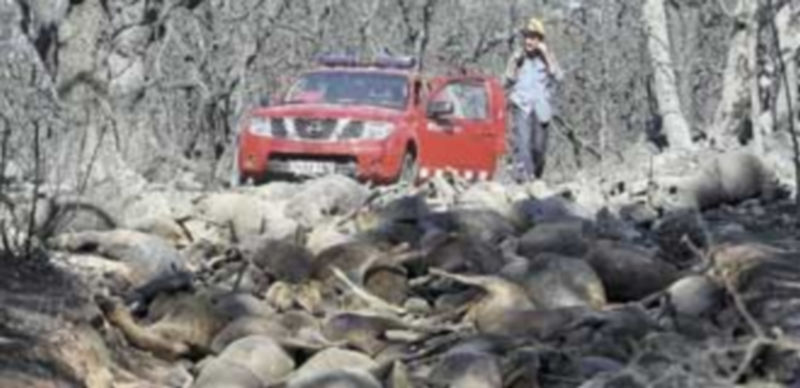 Tres centenares de cabezas de ganado murieron pasto de las llamas en una zona de bosque bajo en la localidad de Darnius. / Jordi Ribot (reuters)