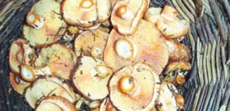 El tiempo determina las oscilaciones en los valores de las setas y hongos 1 El níscalo es una de las especies micológicas más reconocidas en Segovia. / E.A.